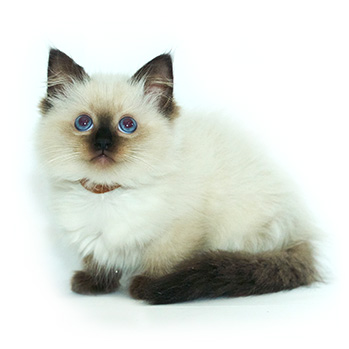 ACRA Ragdolls Cookie Puss