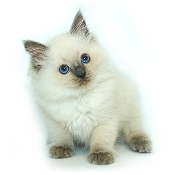 ACRA Ragdolls Georgie Boy