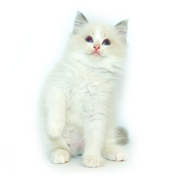 ACRA Ragdolls Palm Top Taro