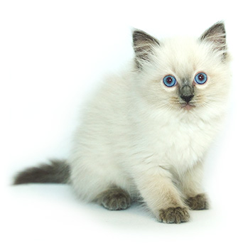 ACRA Ragdolls Penny Padfoot