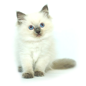 ACRA Ragdolls Peppa Pink