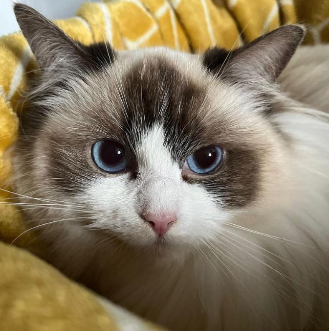 ACRA Ragdolls Sophie face closeup