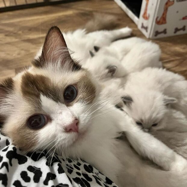 ACRA Ragdolls Sophie in front room with kittens