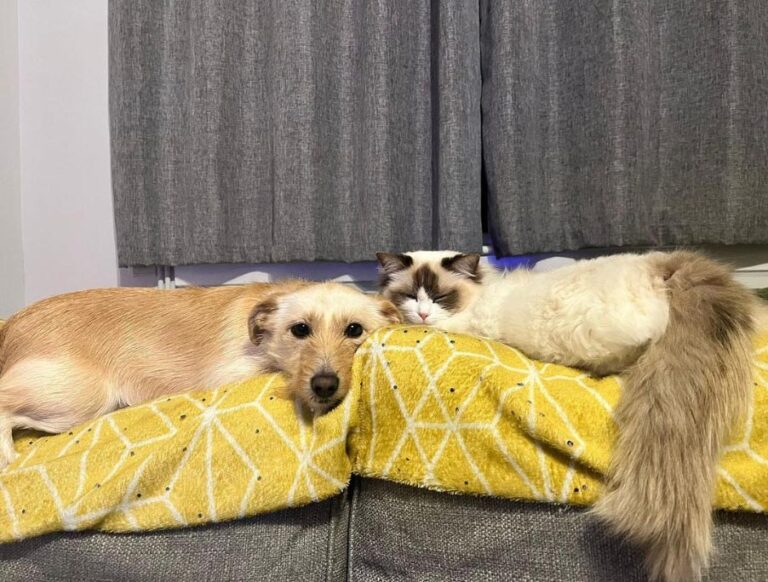 ACRA Ragdolls Sophie laying with Lola