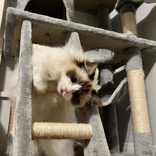 ACRA Ragdolls Sophie playing on cat tower