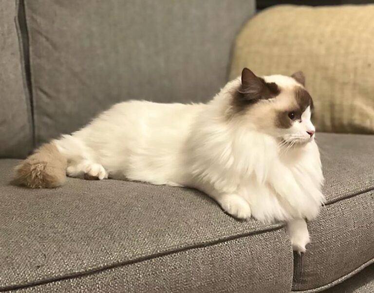 ACRA Ragdolls Sophie side profile