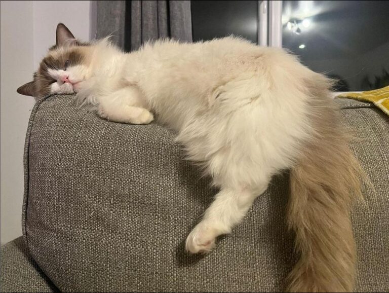 ACRA Ragdolls Sophie sleeping on sofa