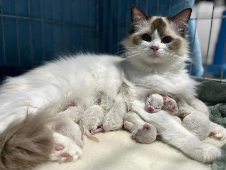 ACRA Ragdolls Sophie with first litter