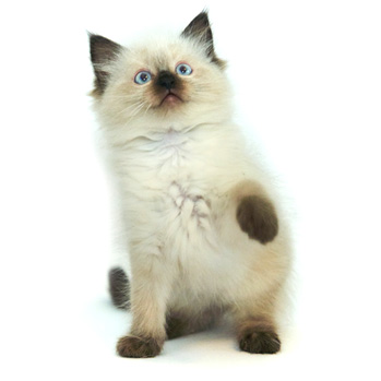 ACRA Ragdolls Team Leader Scout