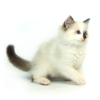 ACRA Ragdolls Yoshimitsu