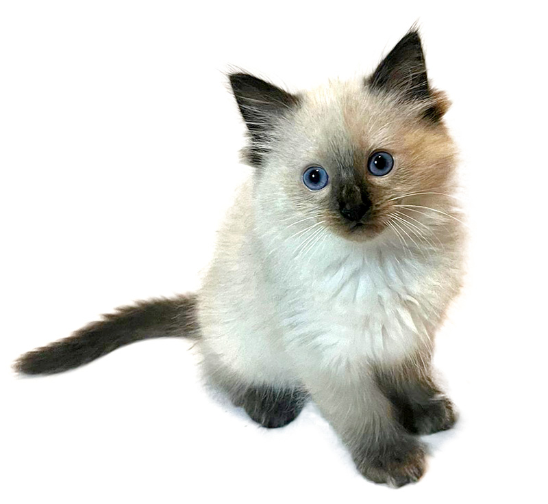 Magnus - Ragdoll Corner June 2023