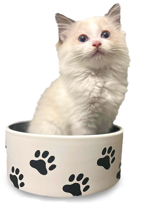 Mr Bojangles - Ragdoll Corner June 2023