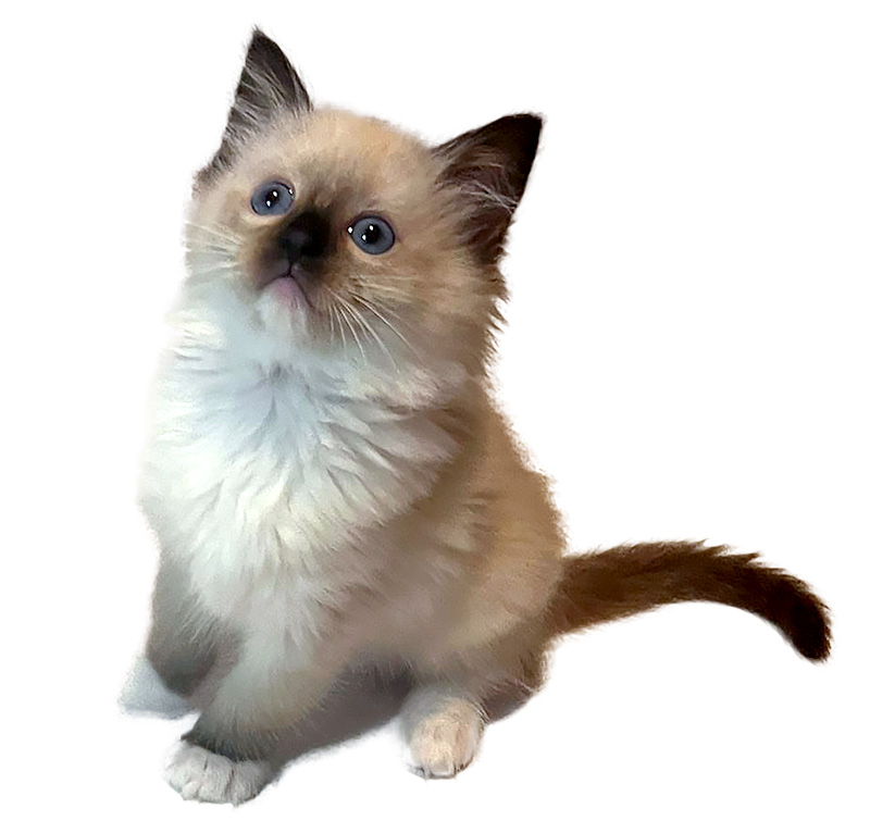 Norie - Ragdoll Corner June 2023