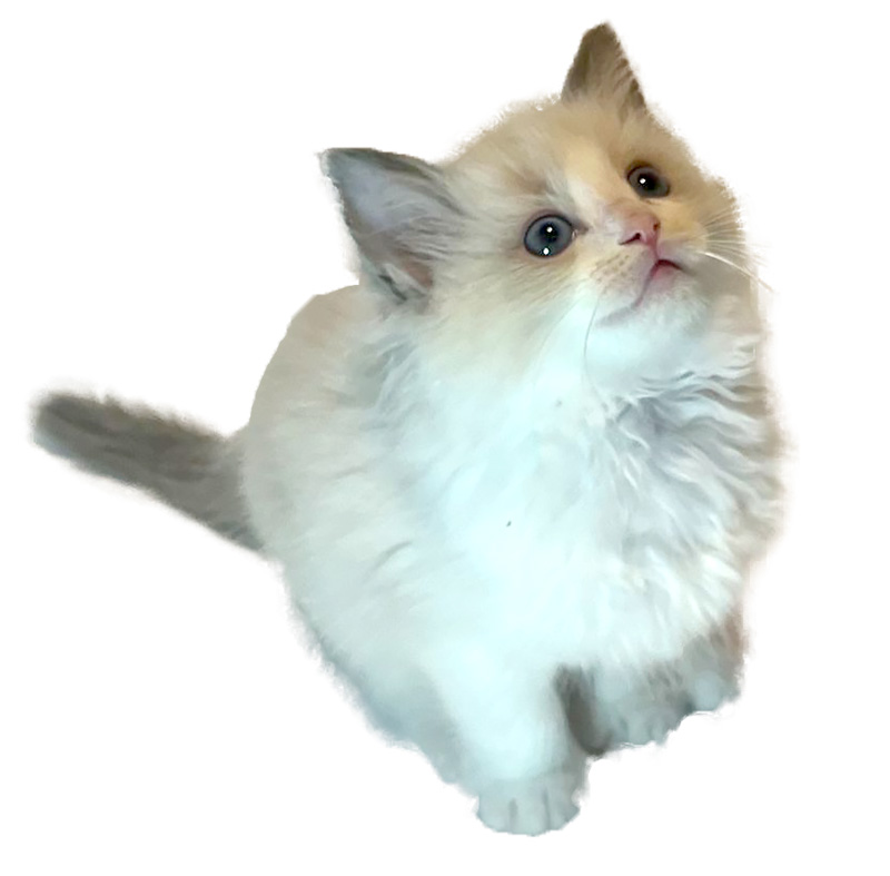 Pomroy - Ragdoll Corner June 2023