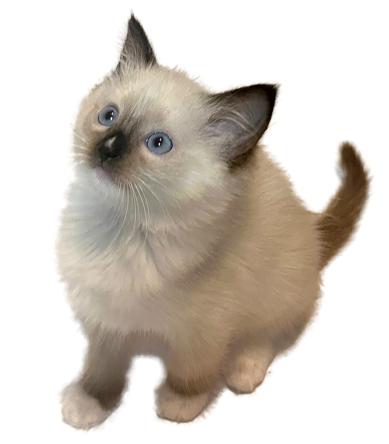 Tallie - Ragdoll Corner June 2023