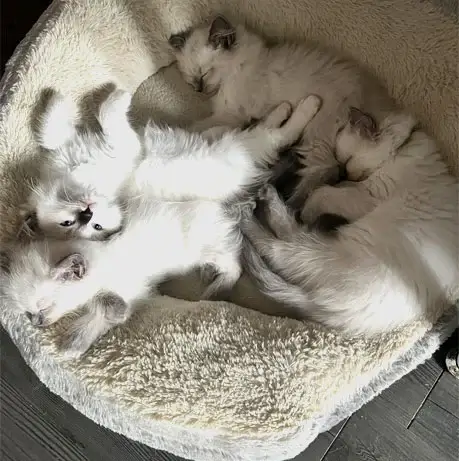 Acra Ragdolls Sophie litter 2022