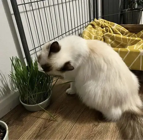 Ragdoll Corner - Acra Ragdolls