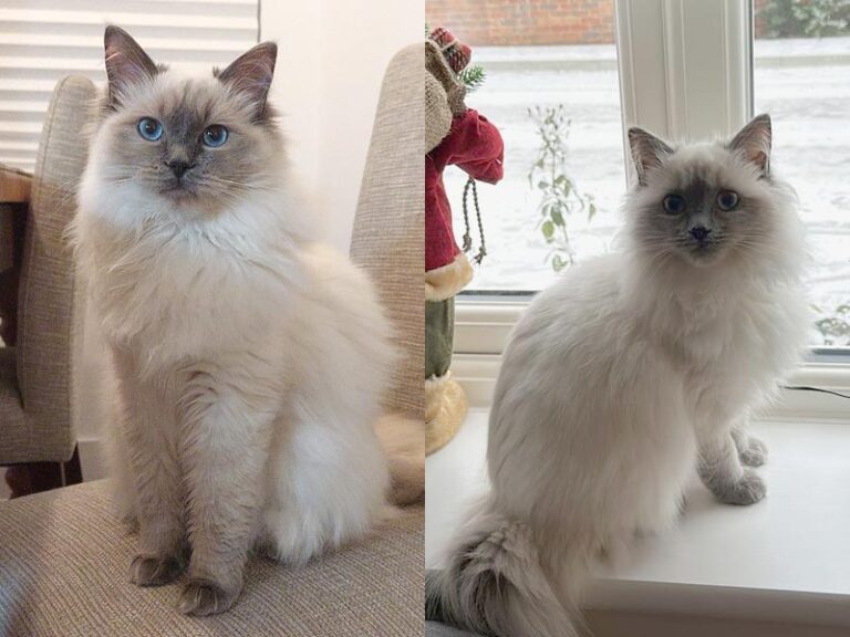 The ragdoll breed size difference between male and female ragdolls