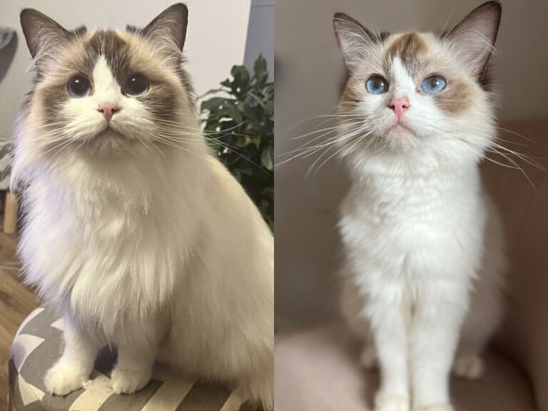 The ragdoll breed summer and winter fur