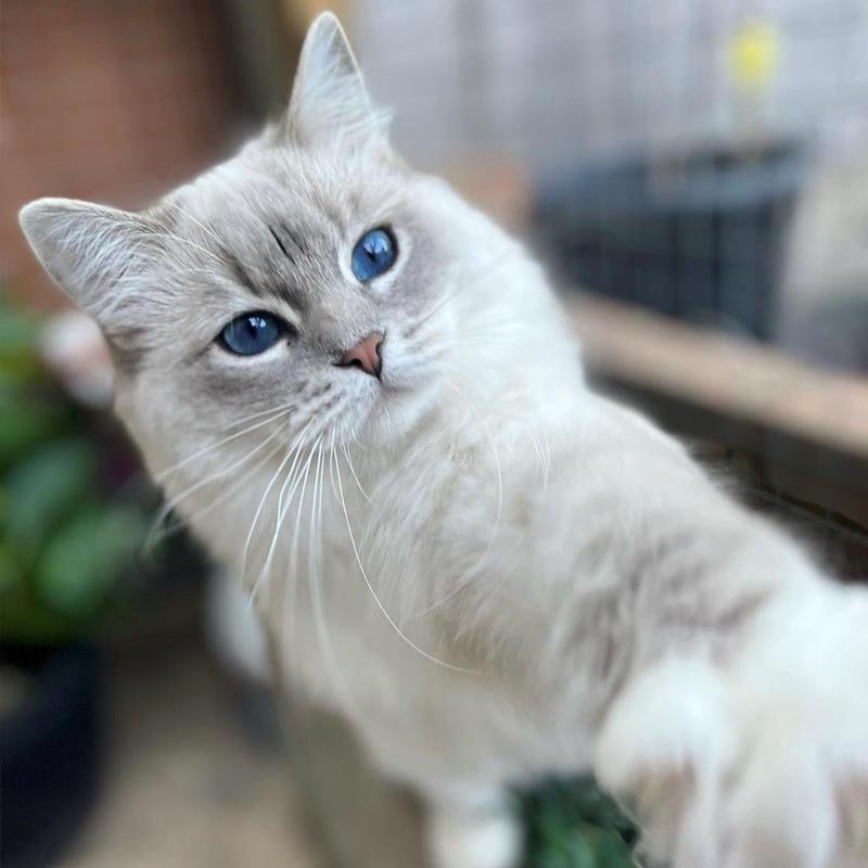 About the Ragdoll Breed - Ragdoll Corner
