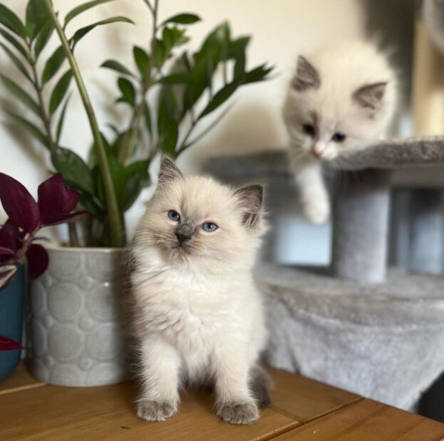 ACRA Ragdolls Penny as a kitten 2