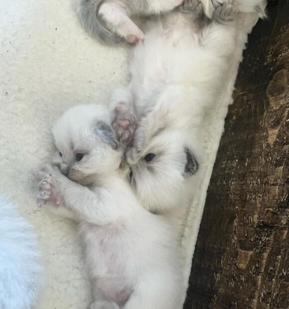 ACRA Ragdolls Penny as a kitten