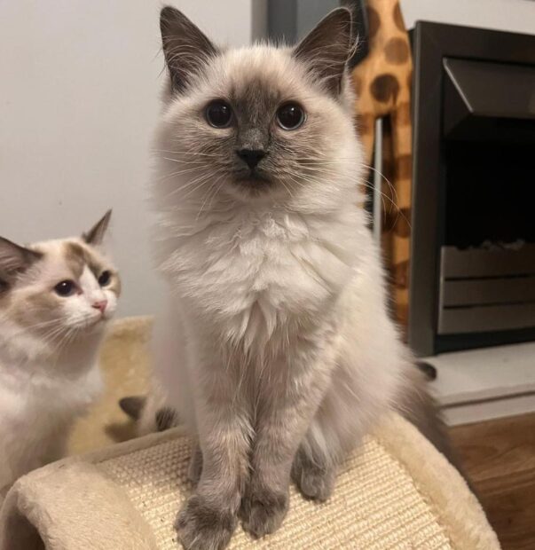 ACRA Ragdolls Penny next to mum Sophie