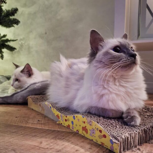 ACRA Ragdolls Penny next to the Christmas tree