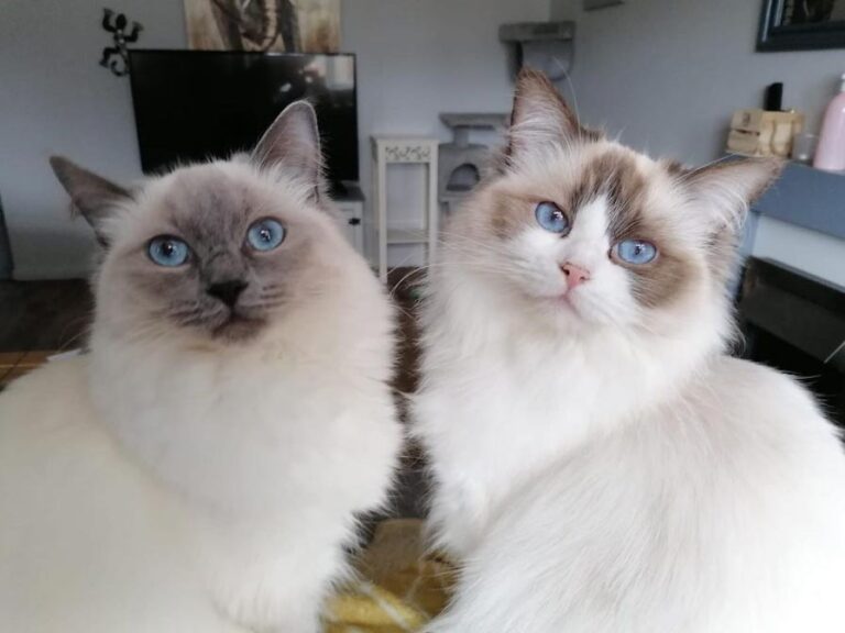 ACRA Ragdolls Penny with Sophie