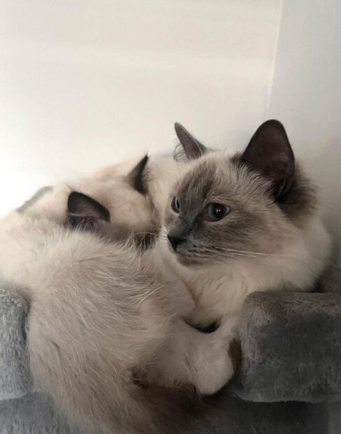 ACRA Ragdolls Penny with Sophie's kitten