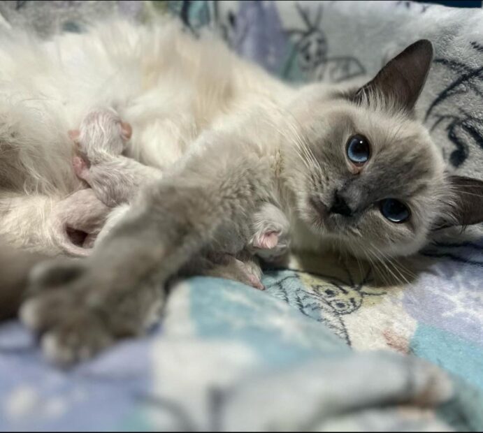 ACRA Ragdolls Penny with her first litter