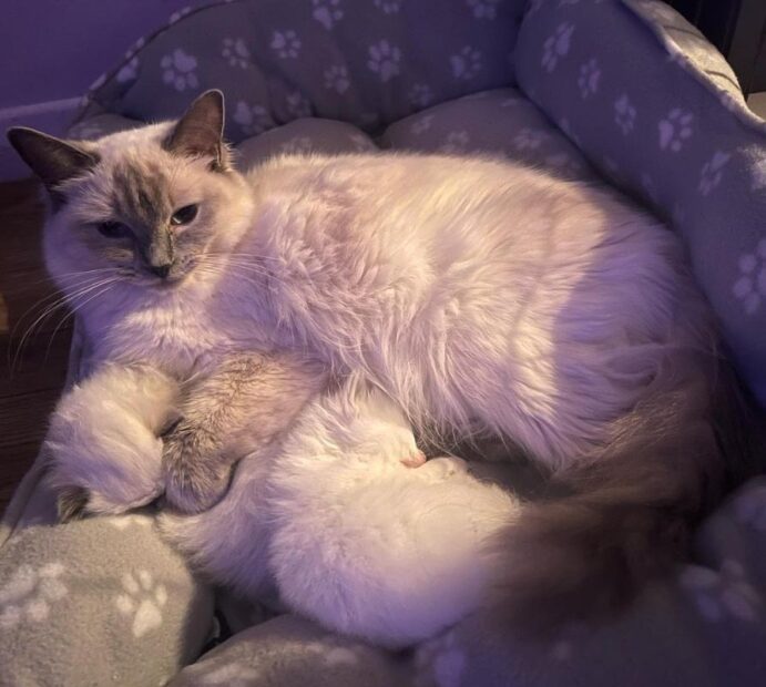 ACRA Ragdolls Penny with kittens 2