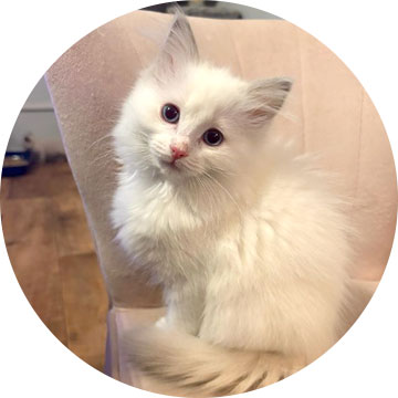 Lemon Meringue Ragdoll Kitten from Ragdoll Corner October 2023