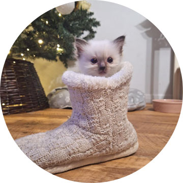 Rocky Road Ragdoll Kitten from Ragdoll Corner October 2023