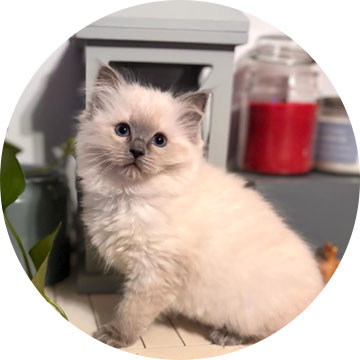 Zara Ragdoll Kitten from Ragdoll Corner October 2023