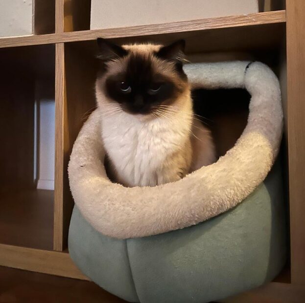 ACRA Radgolls Cali in a cat bed