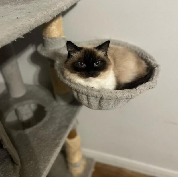 ACRA Radgolls Cali laying on cat tower