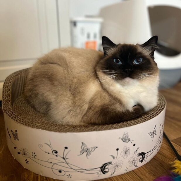 ACRA Radgolls Cali on cardboard cat toy