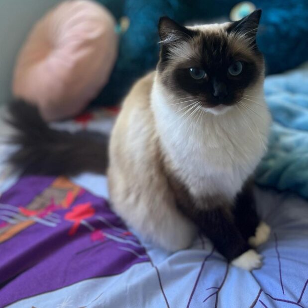 ACRA Radgolls Cali on the bed