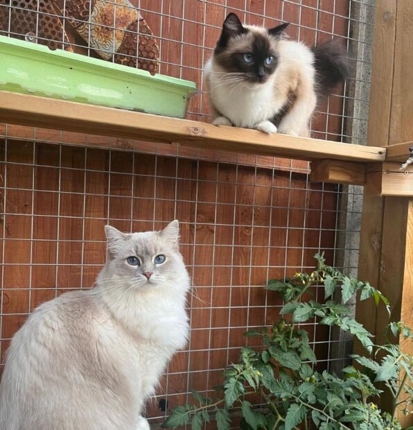 ACRA Radgolls Cali outdoor in the catio with Matilda