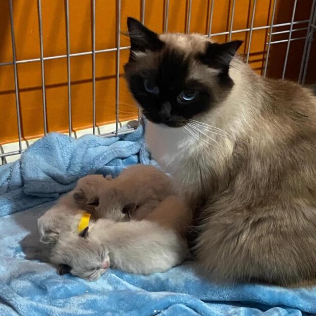 ACRA Radgolls Cali with her newborn kittens