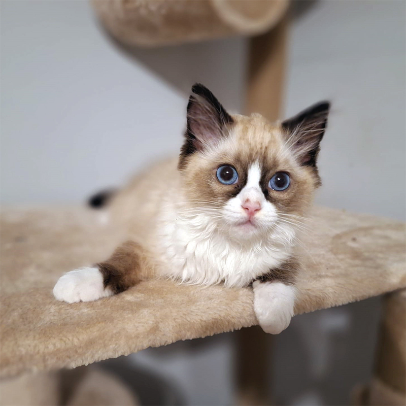 ACRA Samwise Gamgee Cali ragdoll litter May 2024