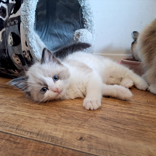 Ragdoll Corner Cali May 2024 Arwen female seal bicolour
