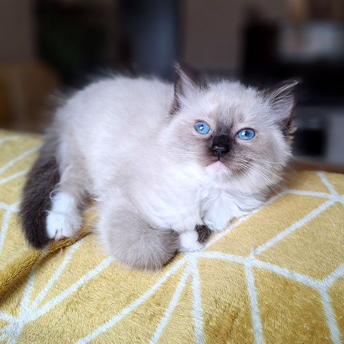 Ragdoll Corner Cali May 2024 Eowyn female seal mitted