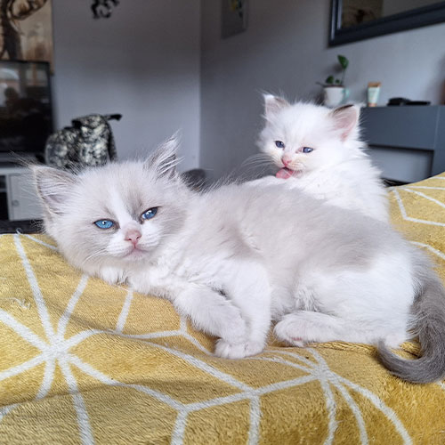 Ragdoll Corner Cali May 2024 Precious female blue bicolour