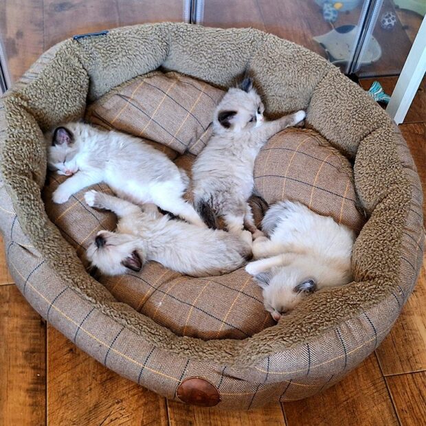 Ragdoll Corner Cali May 2024 litter main photo