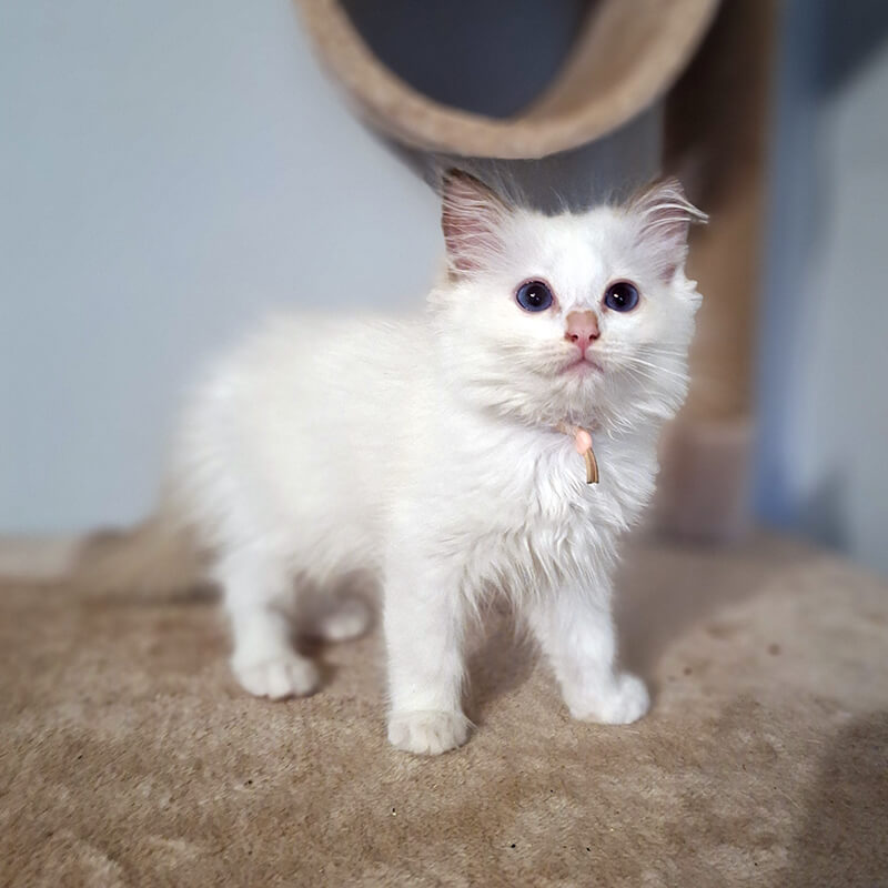 ACRA Biskit Sophie litter May 2024