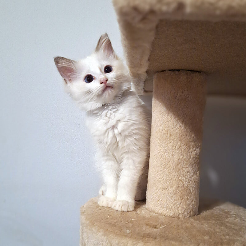 ACRA Coco Sophie litter May 2024