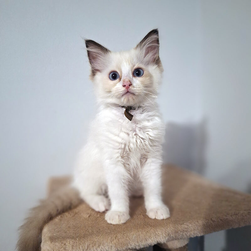 ACRA Eugene Sophie litter May 2024