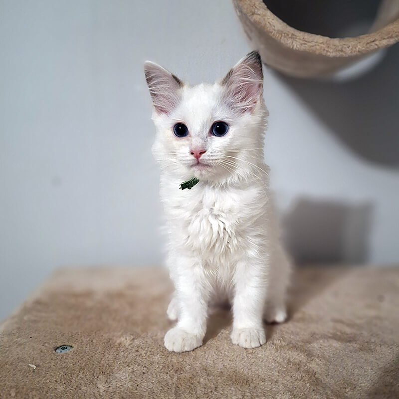 ACRA Maple Sophie litter May 2024